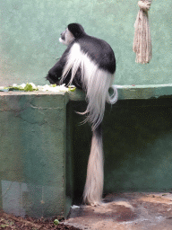 Black-and-white Colobus at the Monkey Building at the Antwerp Zoo