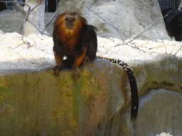 Golden-headed Lion Tamarin at the Monkey Building at the Antwerp Zoo