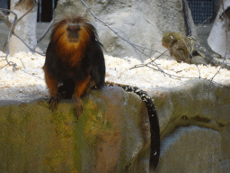 Golden-headed Lion Tamarins at the Monkey Building at the Antwerp Zoo
