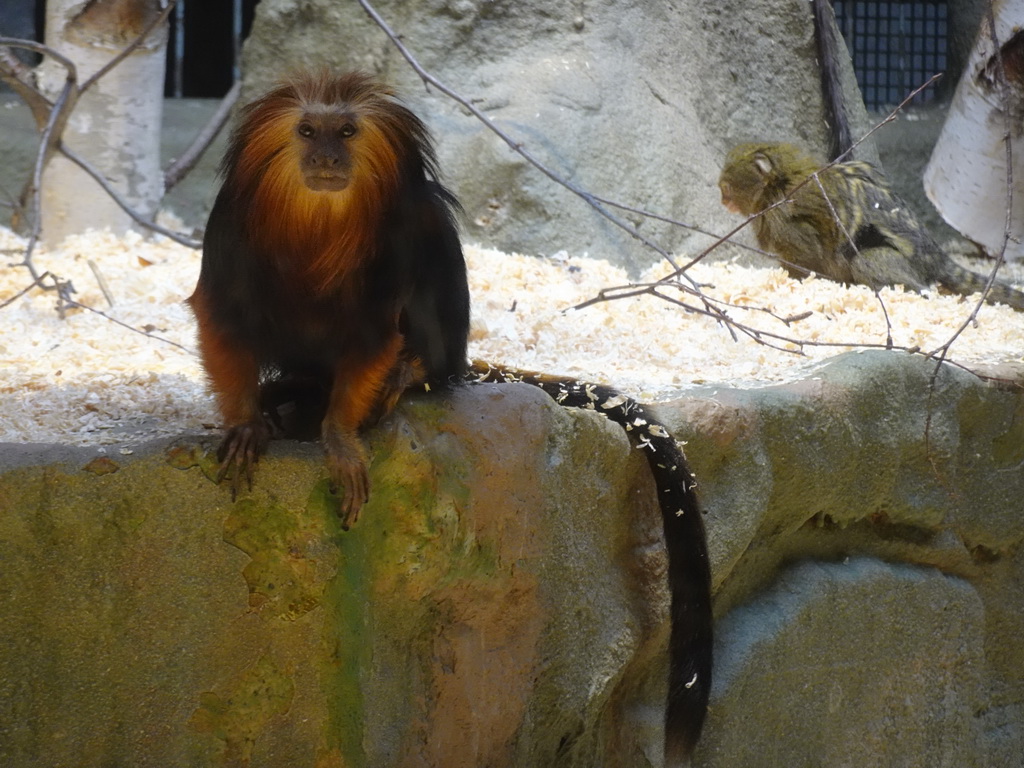 Golden-headed Lion Tamarins at the Monkey Building at the Antwerp Zoo