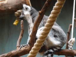 Ring-tailed Lemur at the Monkey Building at the Antwerp Zoo