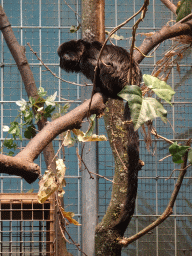 Goeldi`s Monkey at the Monkey Building at the Antwerp Zoo