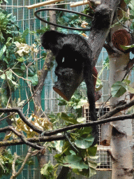 Goeldi`s Monkey at the Monkey Building at the Antwerp Zoo