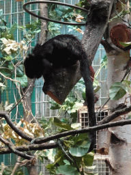 Goeldi`s Monkey at the Monkey Building at the Antwerp Zoo
