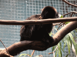 Goeldi`s Monkey at the Monkey Building at the Antwerp Zoo