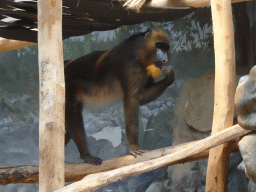 Mandrill at the Monkey Building at the Antwerp Zoo