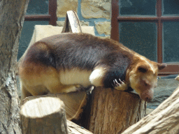 antwerp_14_025 - 295 kb - 1024x768 - Goodfellow`s Tree-Kangaroo at the Antwerp Zoo Goodfellow`s Tree-Kangaroo at the Antwerp Zoo