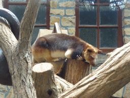 Goodfellow`s Tree-Kangaroo at the Antwerp Zoo