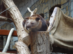 Goodfellow`s Tree-Kangaroo at the Antwerp Zoo