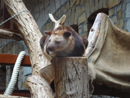antwerp_14_027 - 374 kb - 1024x768 - Goodfellow`s Tree-Kangaroo at the Antwerp Zoo Goodfellow`s Tree-Kangaroo at the Antwerp Zoo