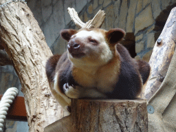 antwerp_14_028 - 340 kb - 1024x768 - Goodfellow`s Tree-Kangaroo at the Antwerp Zoo Goodfellow`s Tree-Kangaroo at the Antwerp Zoo