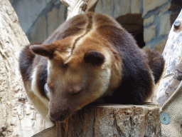 Goodfellow`s Tree-Kangaroo at the Antwerp Zoo