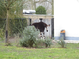 Okapi at the Antwerp Zoo