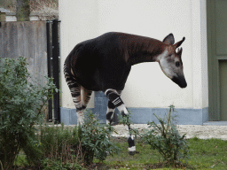 Okapi at the Antwerp Zoo