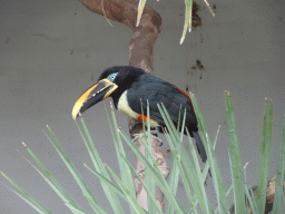 antwerp_14_034 - 214 kb - 1024x768 - Chestnut-eared Aracari at the Antwerp Zoo Chestnut-eared Aracari at the Antwerp Zoo