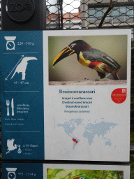 Explanation on the Chestnut-eared Aracari at the Antwerp Zoo