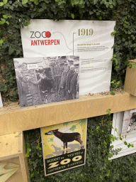 Information on the first Okapi at the Antwerp Zoo