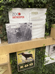 antwerp_14_036 - 361 kb - 768x1024 - Information on the first Okapi at the Antwerp Zoo Information on the first Okapi at the Antwerp Zoo