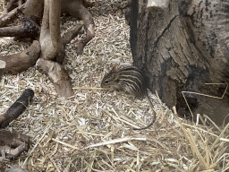 Barbary Striped Grass Mouse at the Primate Building at the Antwerp Zoo