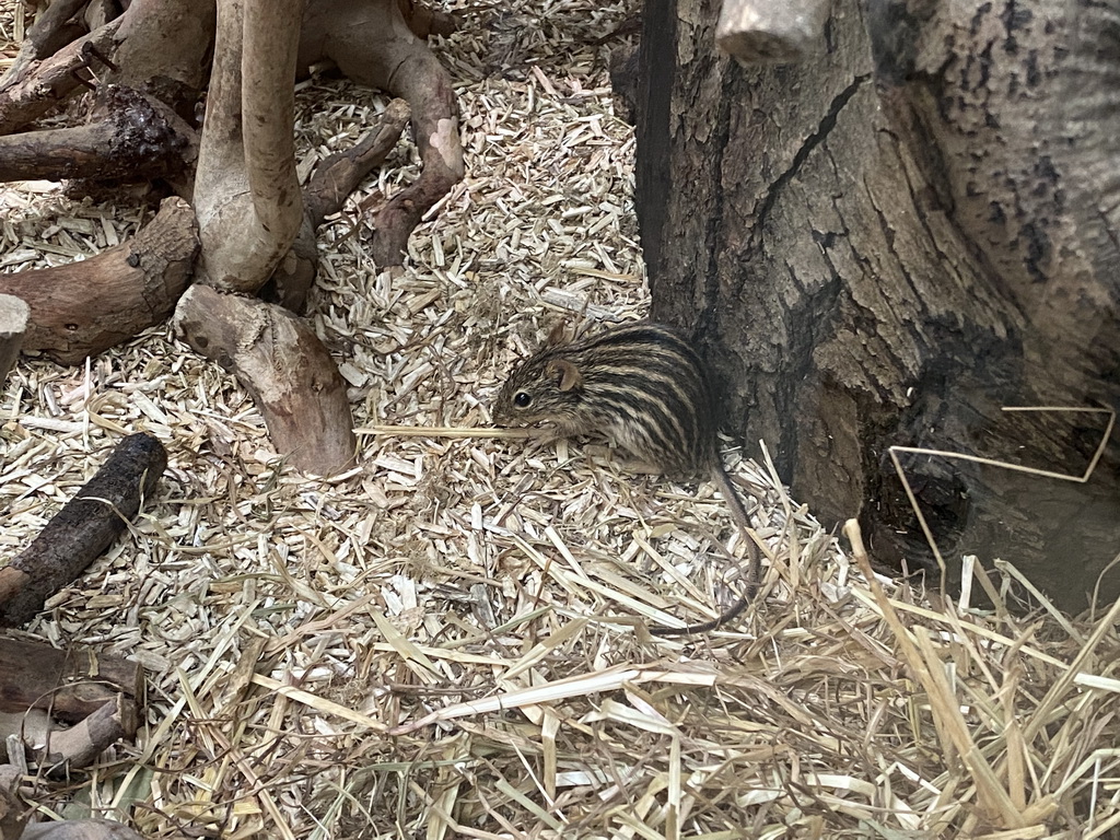 Barbary Striped Grass Mouse at the Primate Building at the Antwerp Zoo