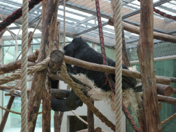 Gorilla at the Primate Building at the Antwerp Zoo
