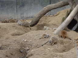 Meerkats at the Antwerp Zoo