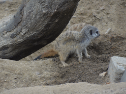 Young Meerkat at the Antwerp Zoo