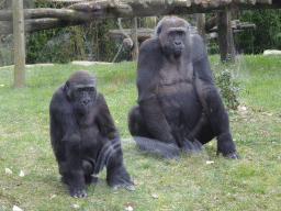 Gorillas at the Primate Enclosure at the Antwerp Zoo, during the feeding