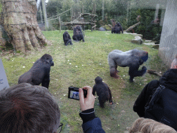 Gorillas at the Primate Enclosure at the Antwerp Zoo, during the feeding