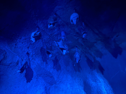 Stuffed Bats at the Kitum Cave at Antwerp Zoo