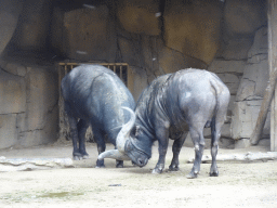 African Buffaloes fighting at the Savannah at the Antwerp Zoo