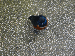 Bird at the Savannah at the Antwerp Zoo