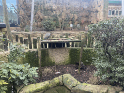 Hadada Ibises at the Savannah at the Antwerp Zoo