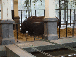 Hippopotamus at the Hippotopia building at the Antwerp Zoo