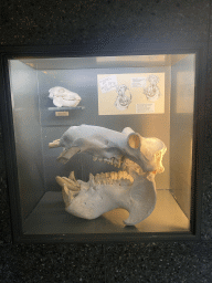 Hippopotamus skulls at the Hippotopia building at the Antwerp Zoo, with explanation