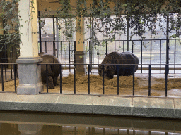 Hippopotamuses at the Hippotopia building at the Antwerp Zoo