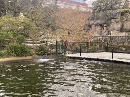 Sea Lion at the Antwerp Zoo