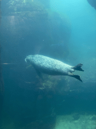 Common Seal under water at the Vriesland building at the Antwerp Zoo