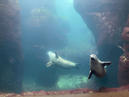 Common Seals under water at the Vriesland building at the Antwerp Zoo