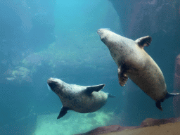 Common Seals under water at the Vriesland building at the Antwerp Zoo