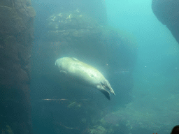 Common Seal under water at the Vriesland building at the Antwerp Zoo