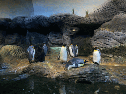 King Penguins at the Vriesland building at the Antwerp Zoo