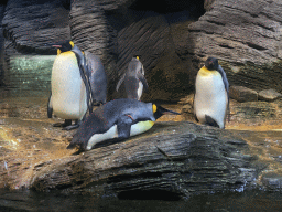 King Penguins at the Vriesland building at the Antwerp Zoo