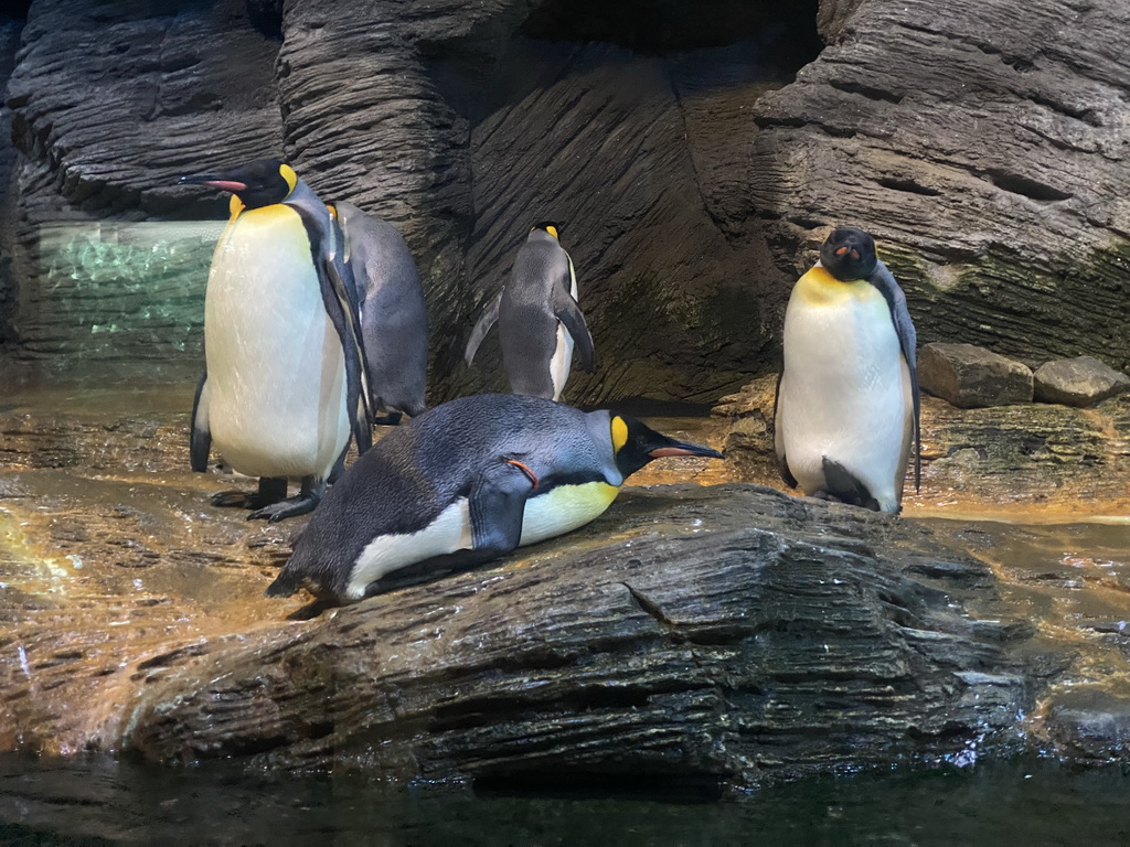 King Penguins at the Vriesland building at the Antwerp Zoo