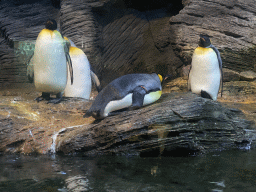 King Penguins at the Vriesland building at the Antwerp Zoo