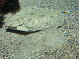 Fishes at the Aquarium of the Antwerp Zoo