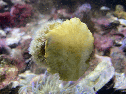 Sea anemone at the Aquarium of the Antwerp Zoo