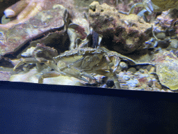 Crab at the Aquarium of the Antwerp Zoo