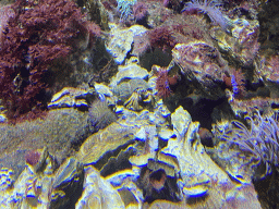 Hermit Crab and coral at the Aquarium of the Antwerp Zoo