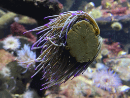 Sea anemone at the Aquarium of the Antwerp Zoo